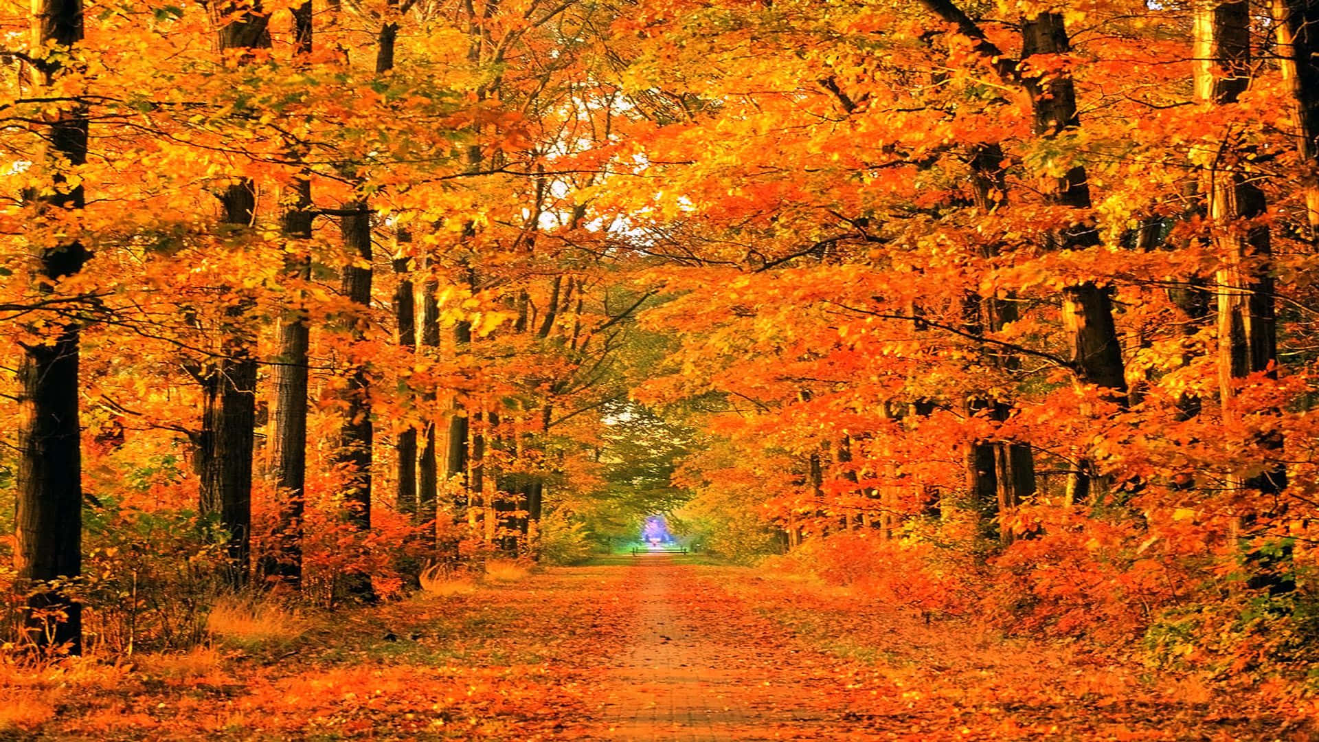 پس‌زمینه زوم مسیر قرمز درخت پاییزی والپیپر