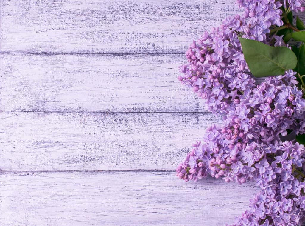 پس‌زمینه گل یاس بنفش روی چوب والپیپر