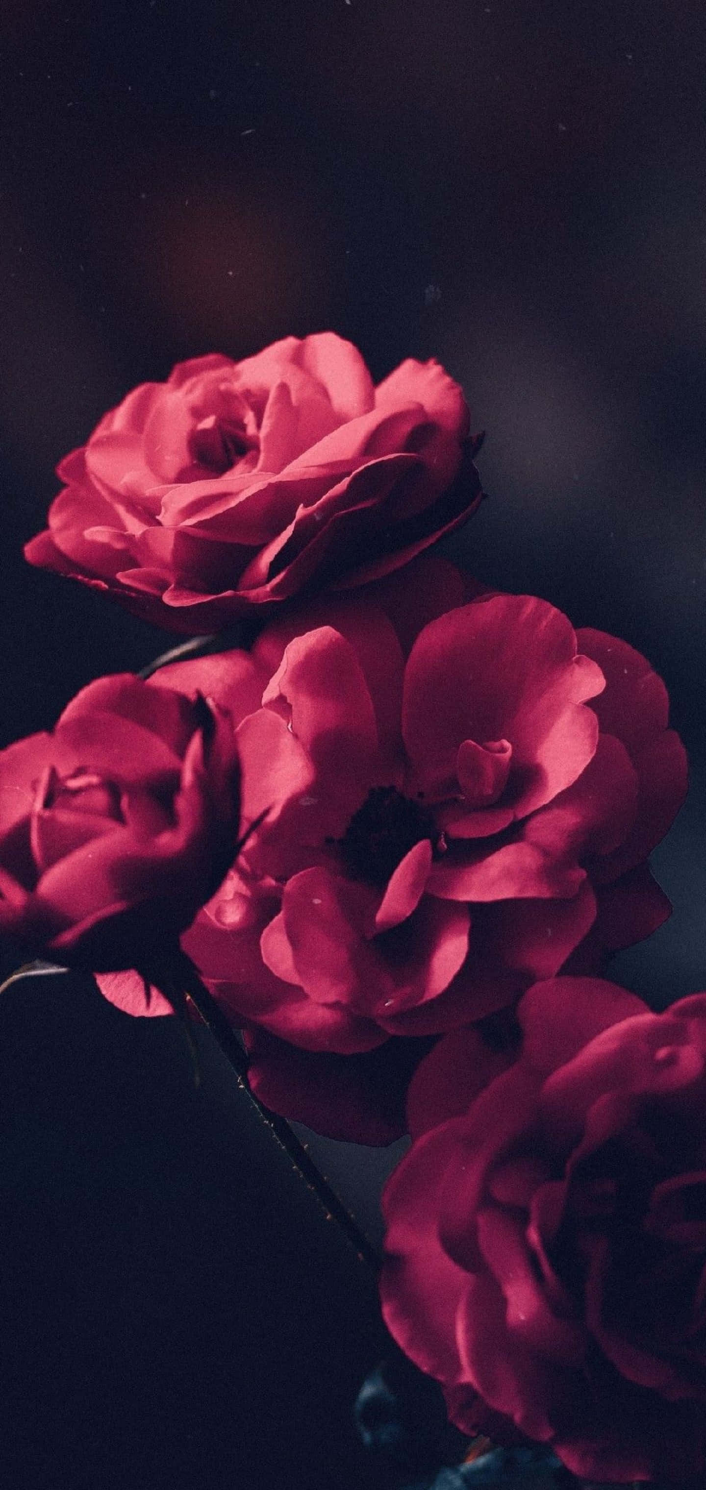 پس‌زمینه گلکسی اس ۱۰ پلاس والپیپر