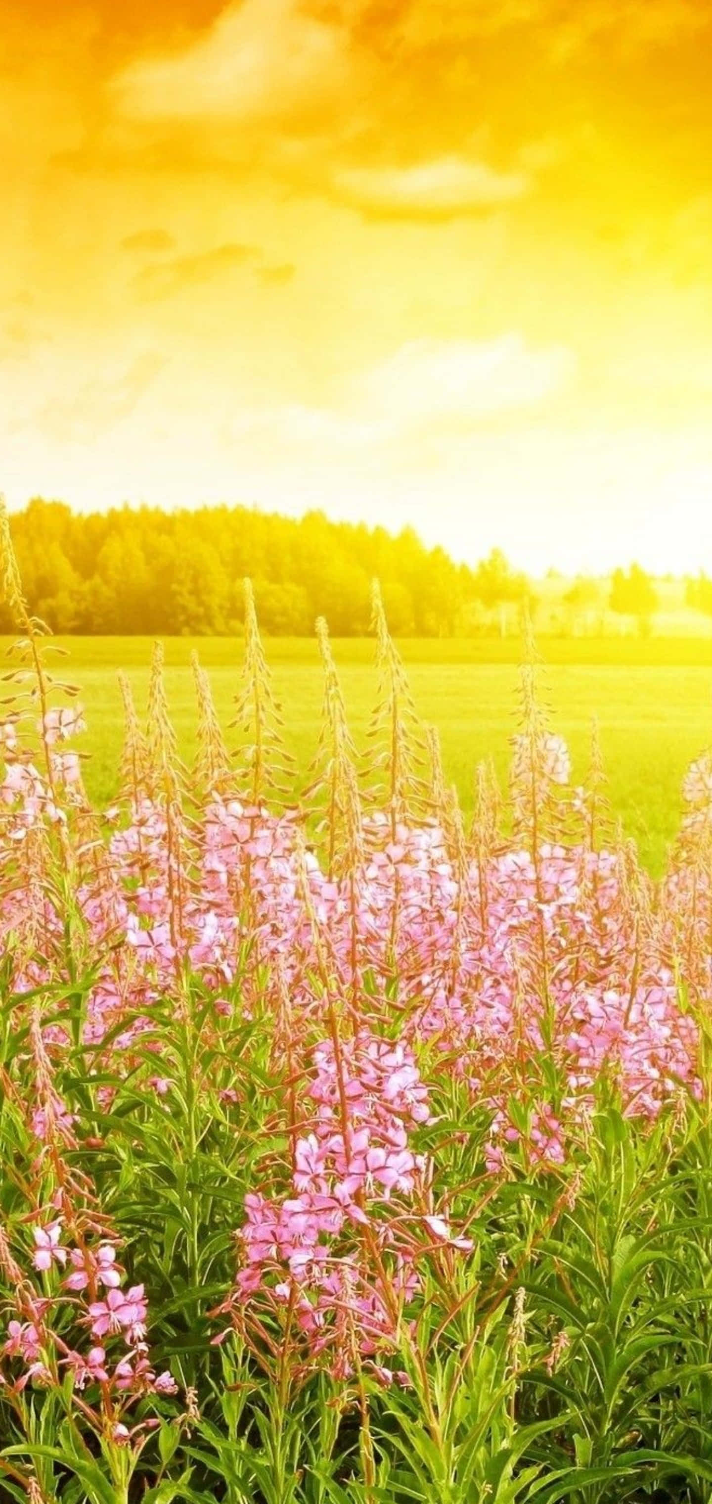 پس‌زمینه گلکسی اس ۱۰ پلاس والپیپر