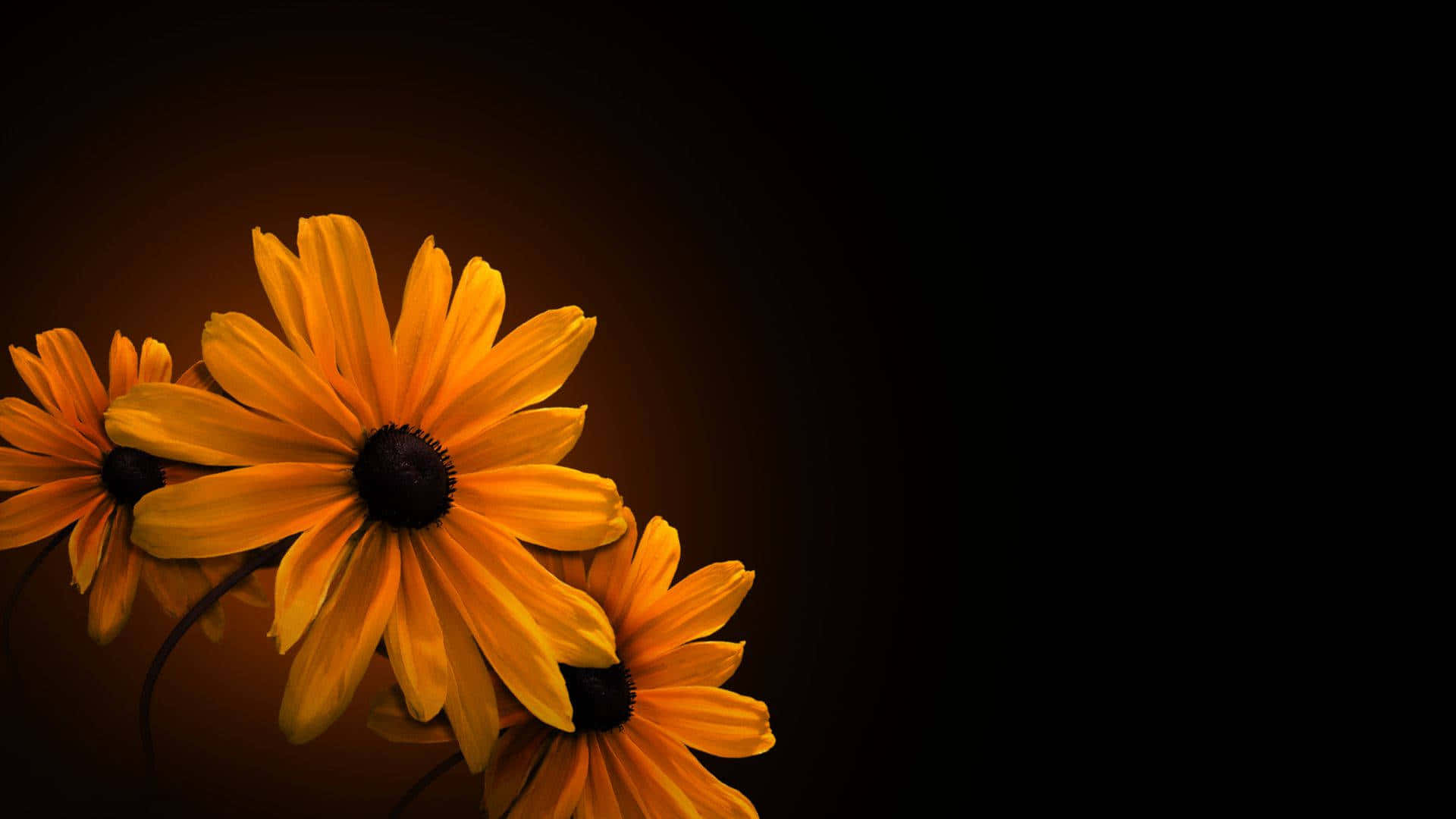 پس‌زمینه گلی تیره و جذاب والپیپر