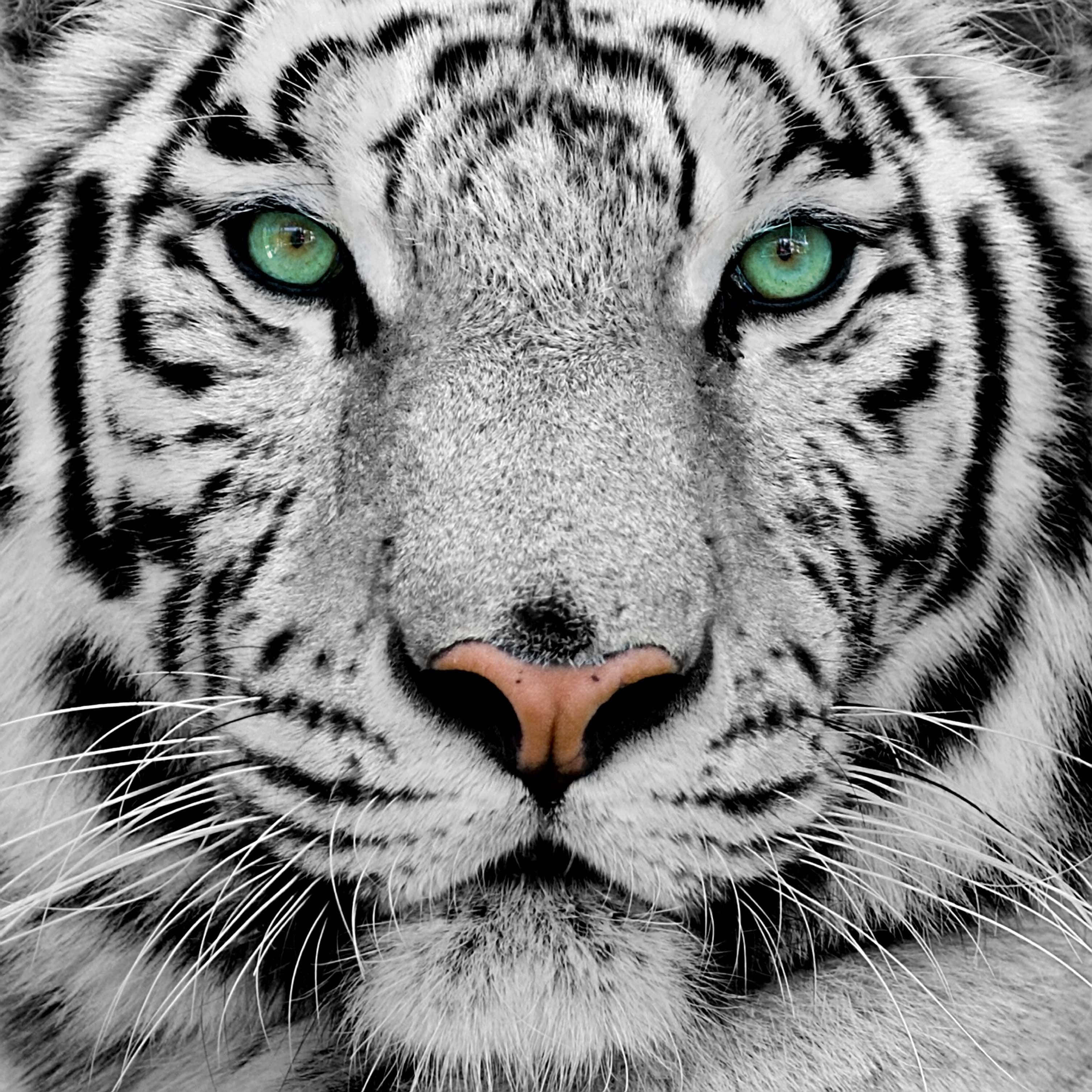 چهره ببر با چشم فیروزه‌ای والپیپر