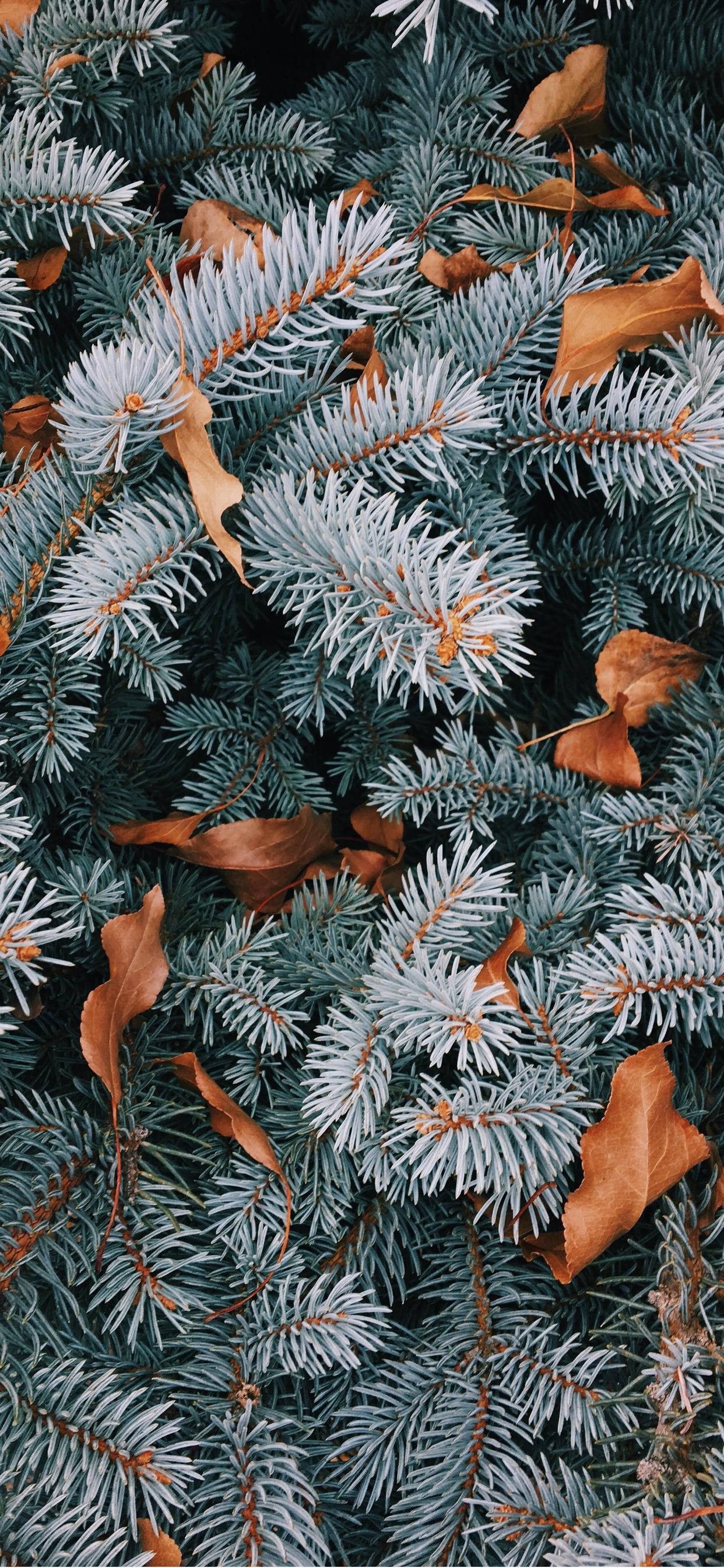 کریسمس زیبا برای آیفون والپیپر