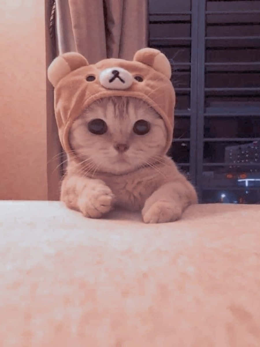 گربه‌ای با چشمان درشت و نگاهی مرموز به جهان والپیپر