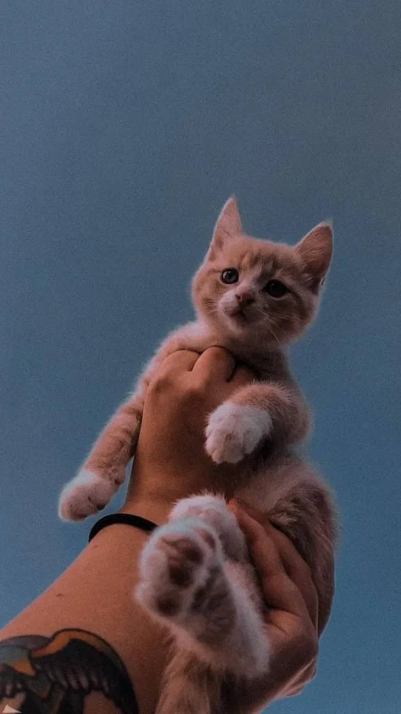 گربه قهوه‌ای زیبا برای آیفون والپیپر