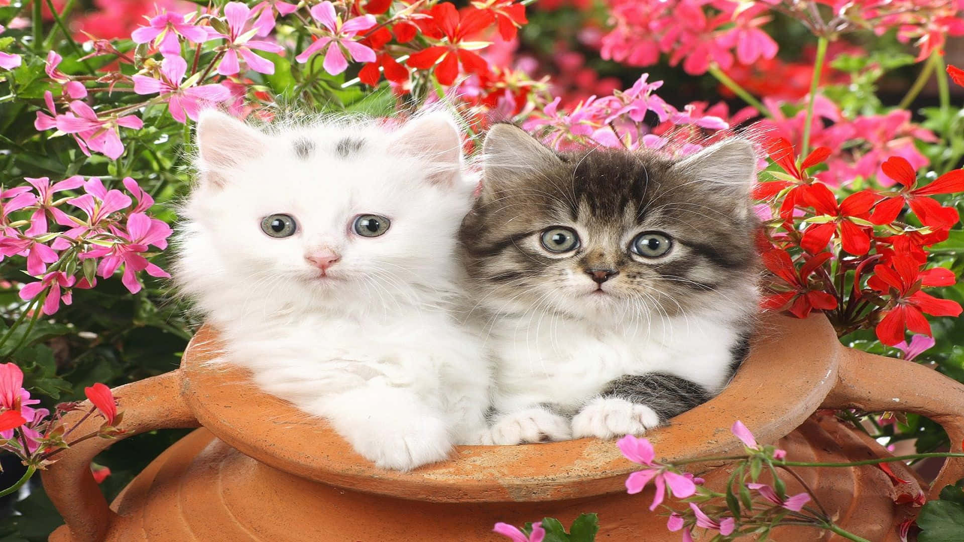 گربه‌های هماهنگ در کوزه سفالی والپیپر