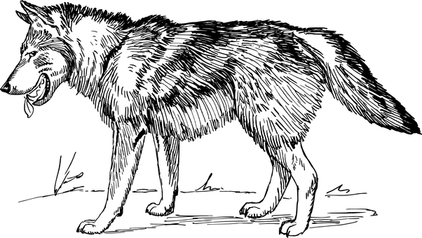 گرگ باشکوه در سایه والپیپر