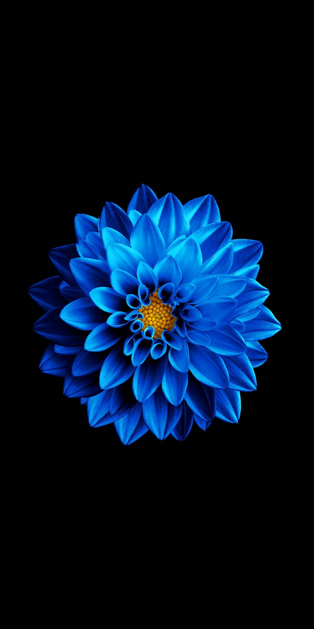 گل آبی در پسزمینه مشکی AMOLED والپیپر