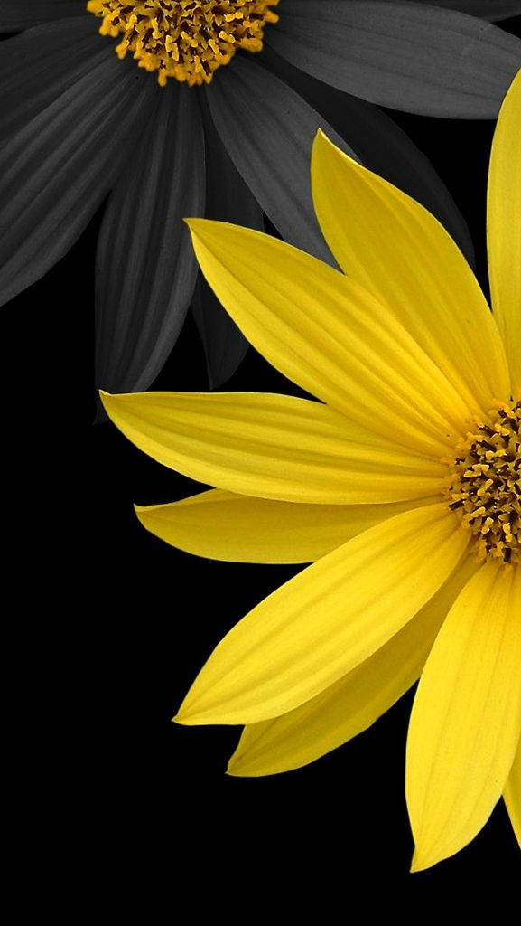 گل آفتابگردان سه‌بعدی مشکی و زرد برای گوشی والپیپر