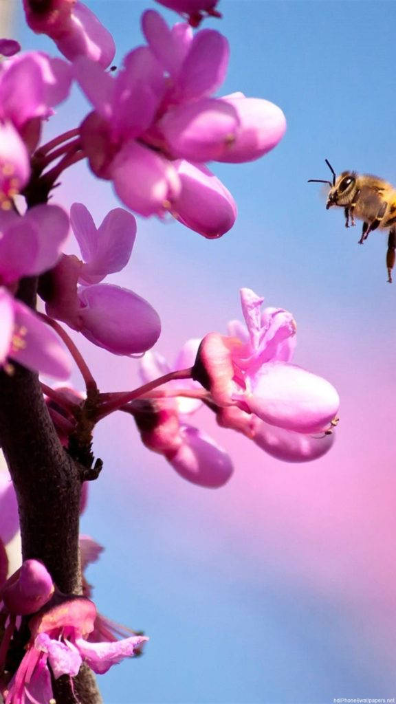 گل ارکیده صورتی آیفون والپیپر