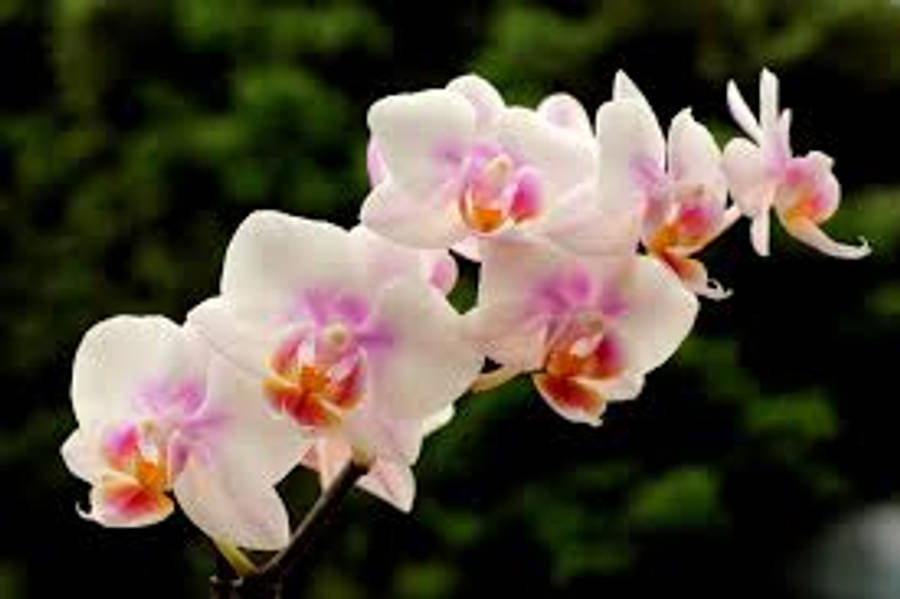 گل ارکیده واریته اسپوا والپیپر