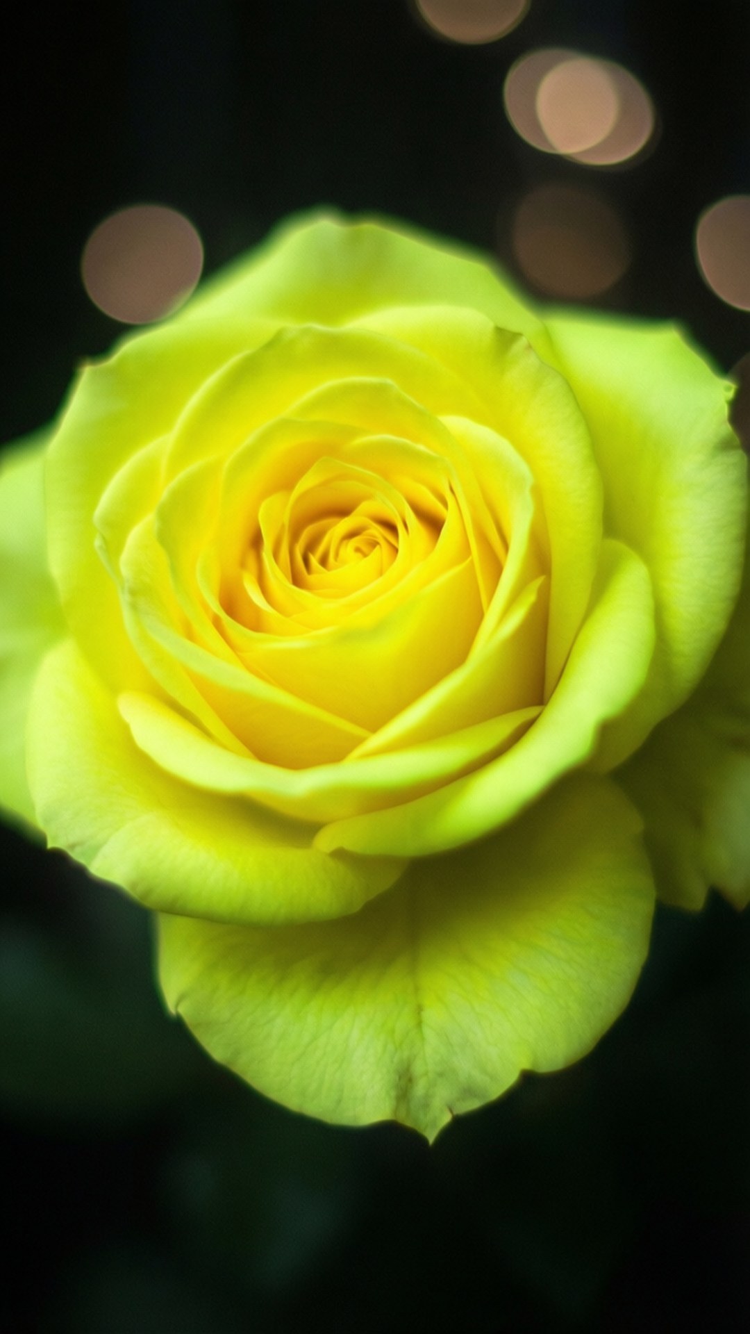 گل رز زرد نئونی درخشان والپیپر