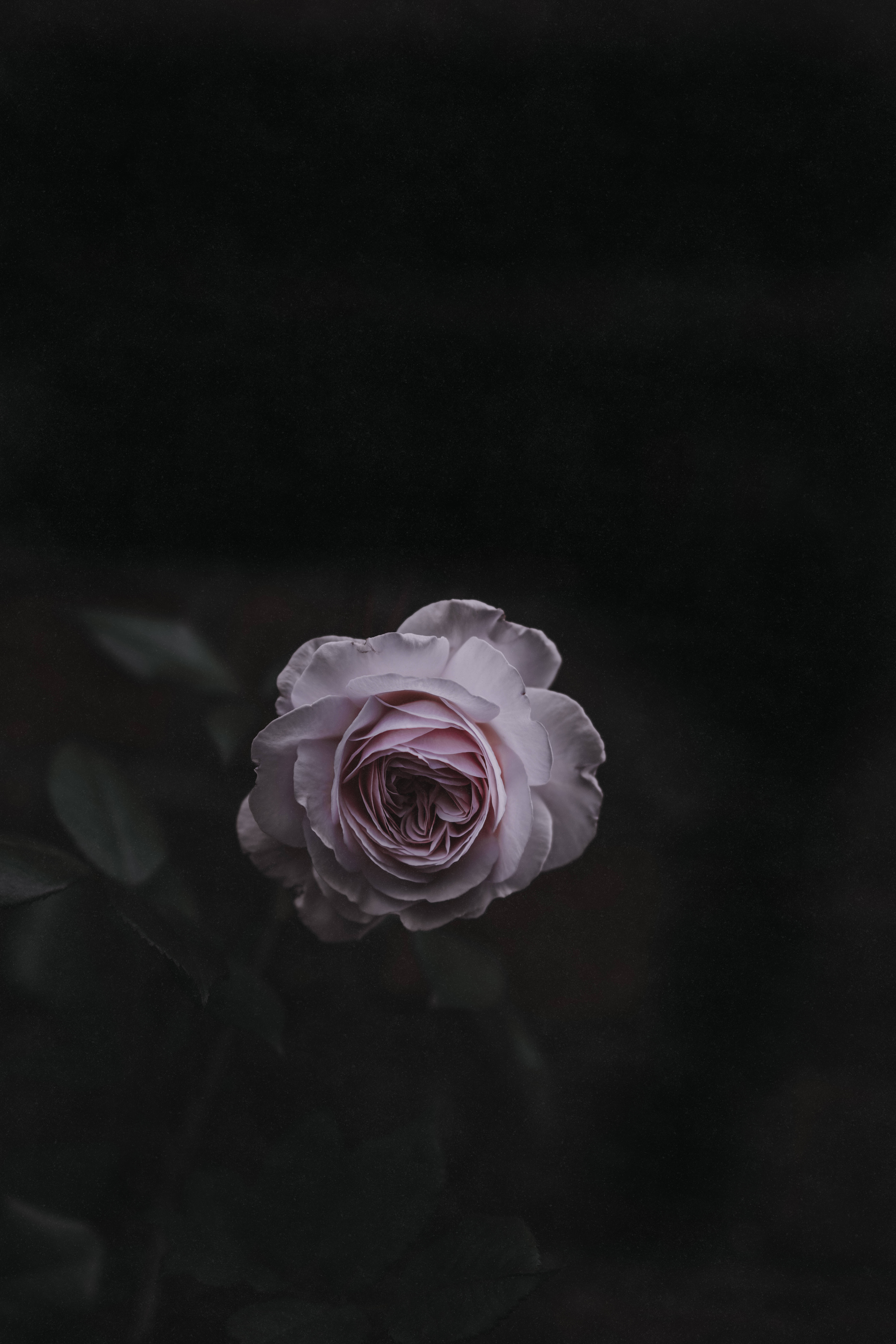گل رز صورتی روشن والپیپر