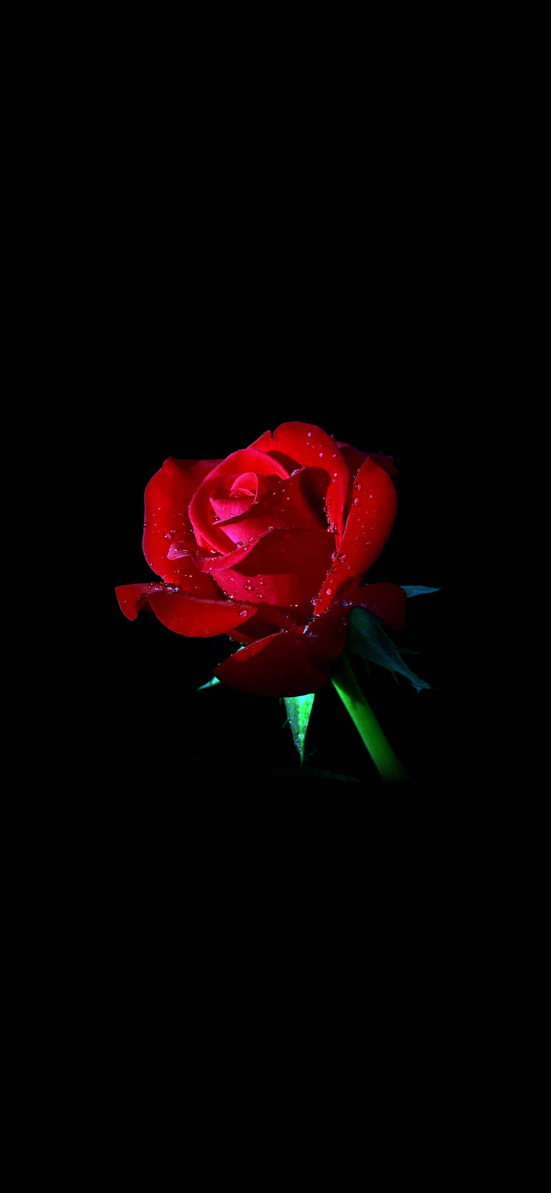 گل رز قرمز روی زمینه مشکی والپیپر