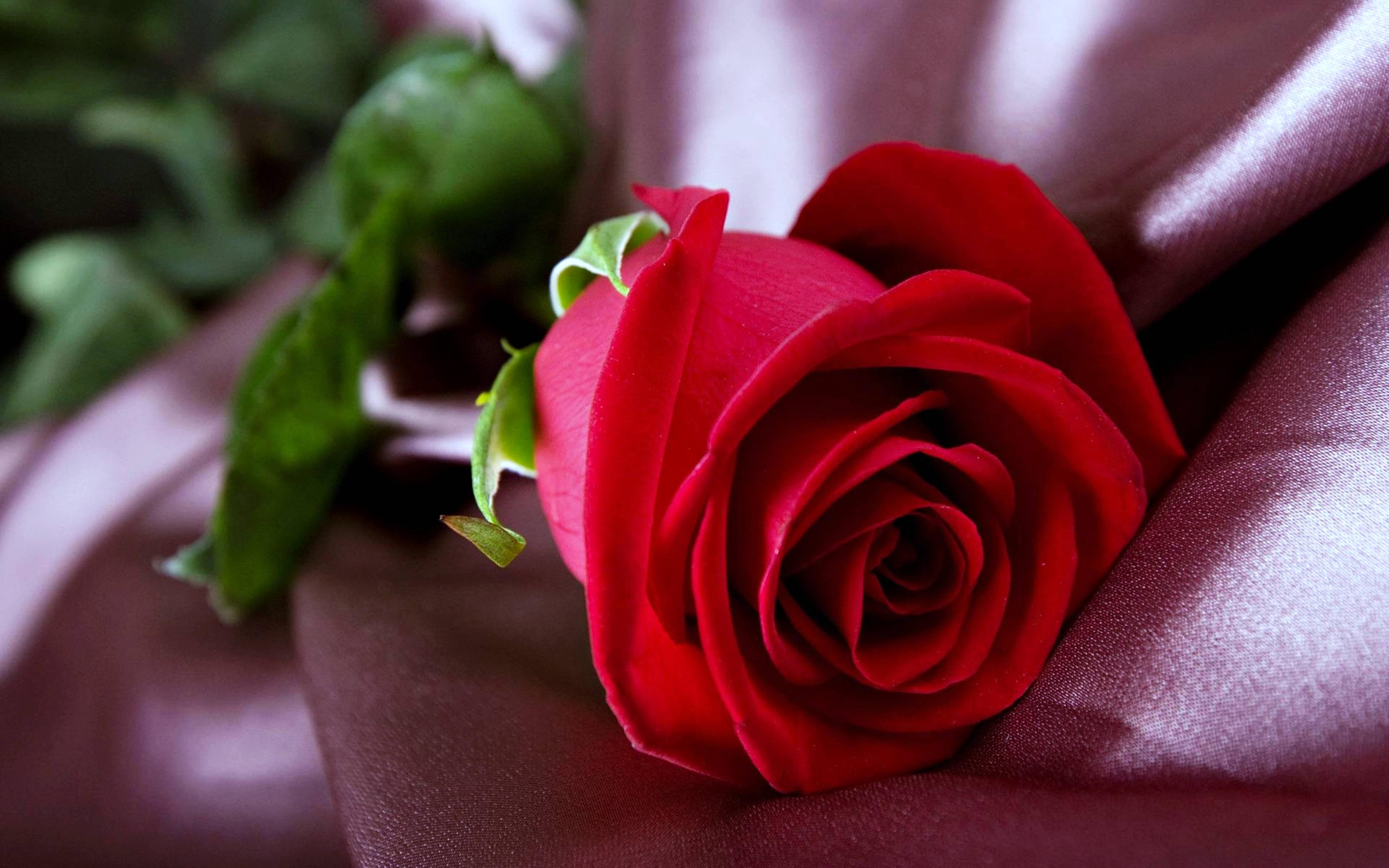 گل رز قرمز روی پارچه والپیپر