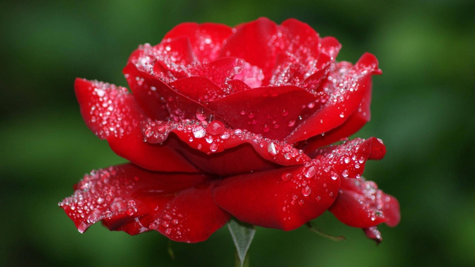 گل رز مه‌آلود و زیبا والپیپر