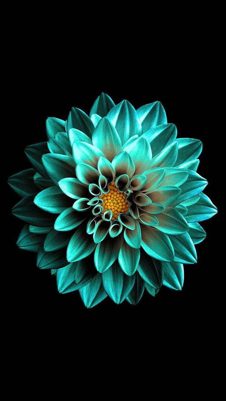 گل زمردی AMOLED مشکی والپیپر