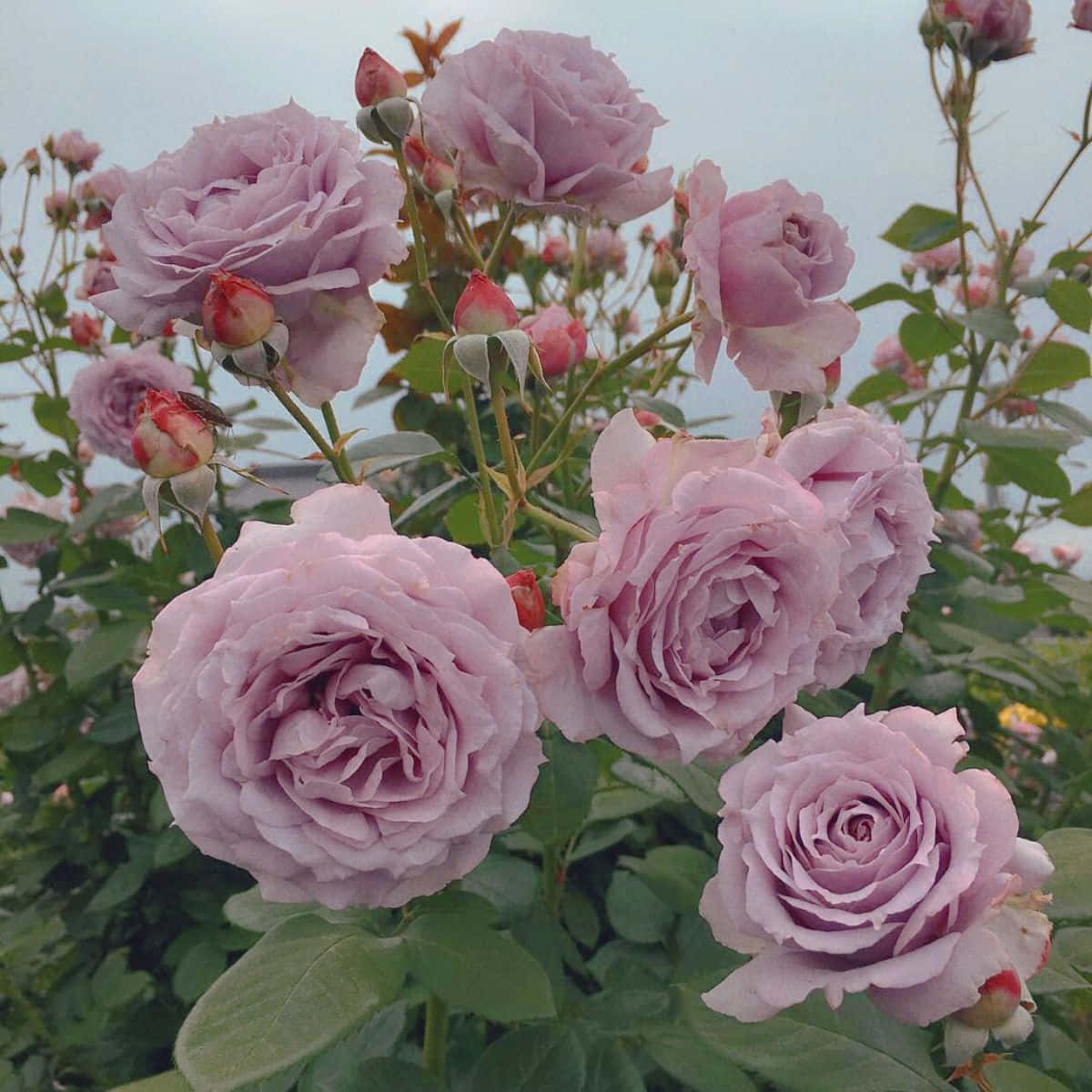گل زیبای بنفش در باغی سرسبز والپیپر