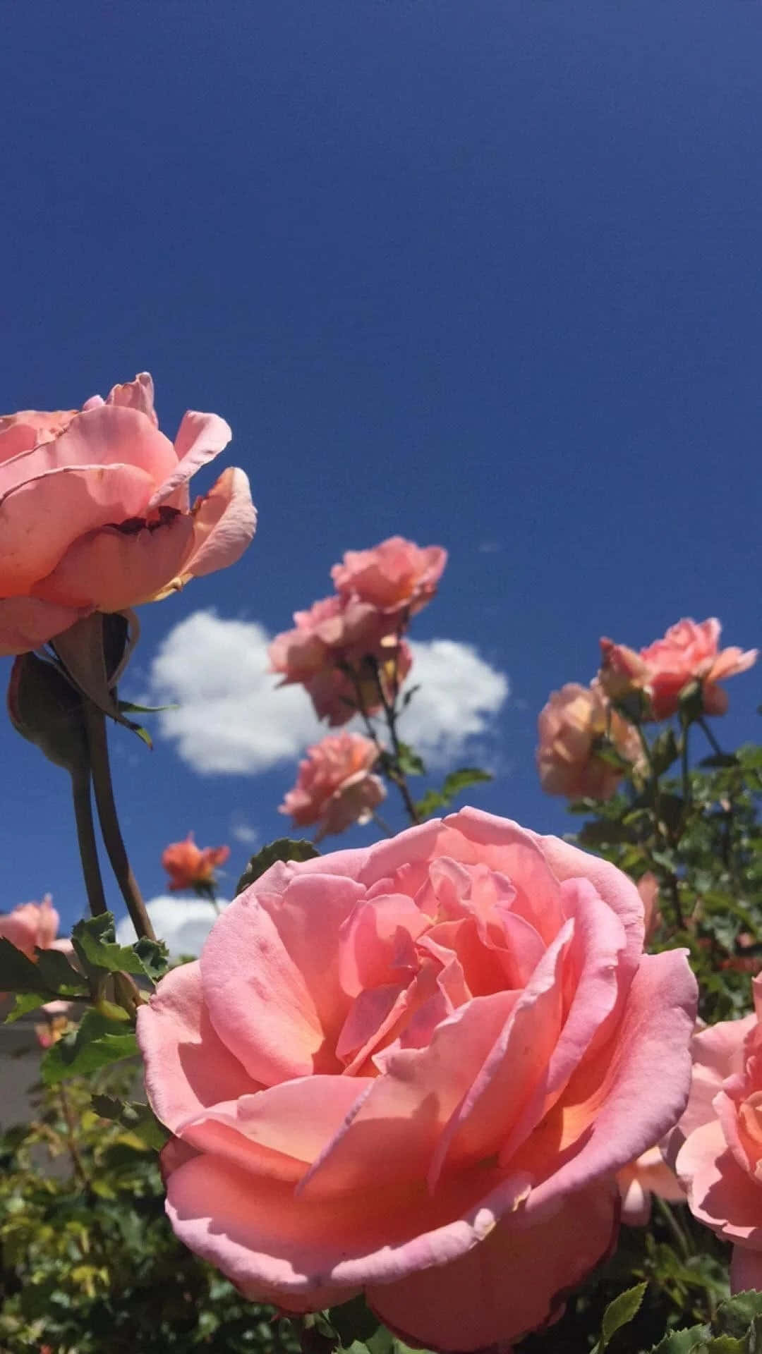 گل ساده و زیبا والپیپر