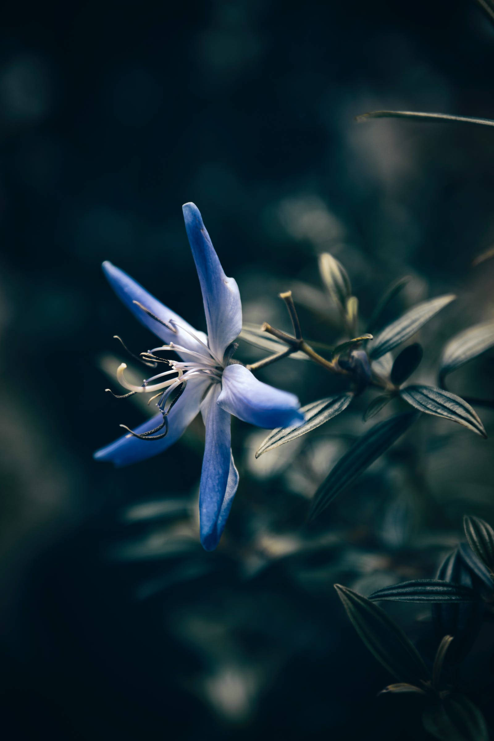 گل ستاره‌ای آبی آیفون والپیپر