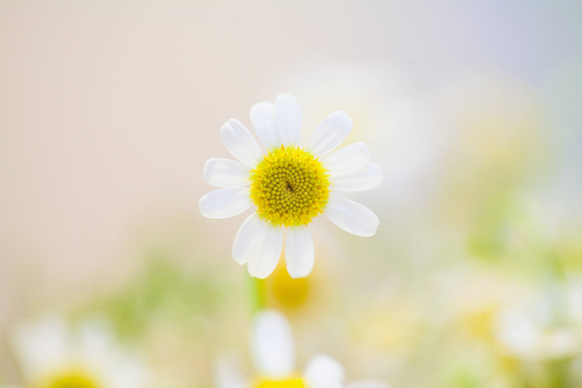 گل سفید زیبای طبیعت والپیپر