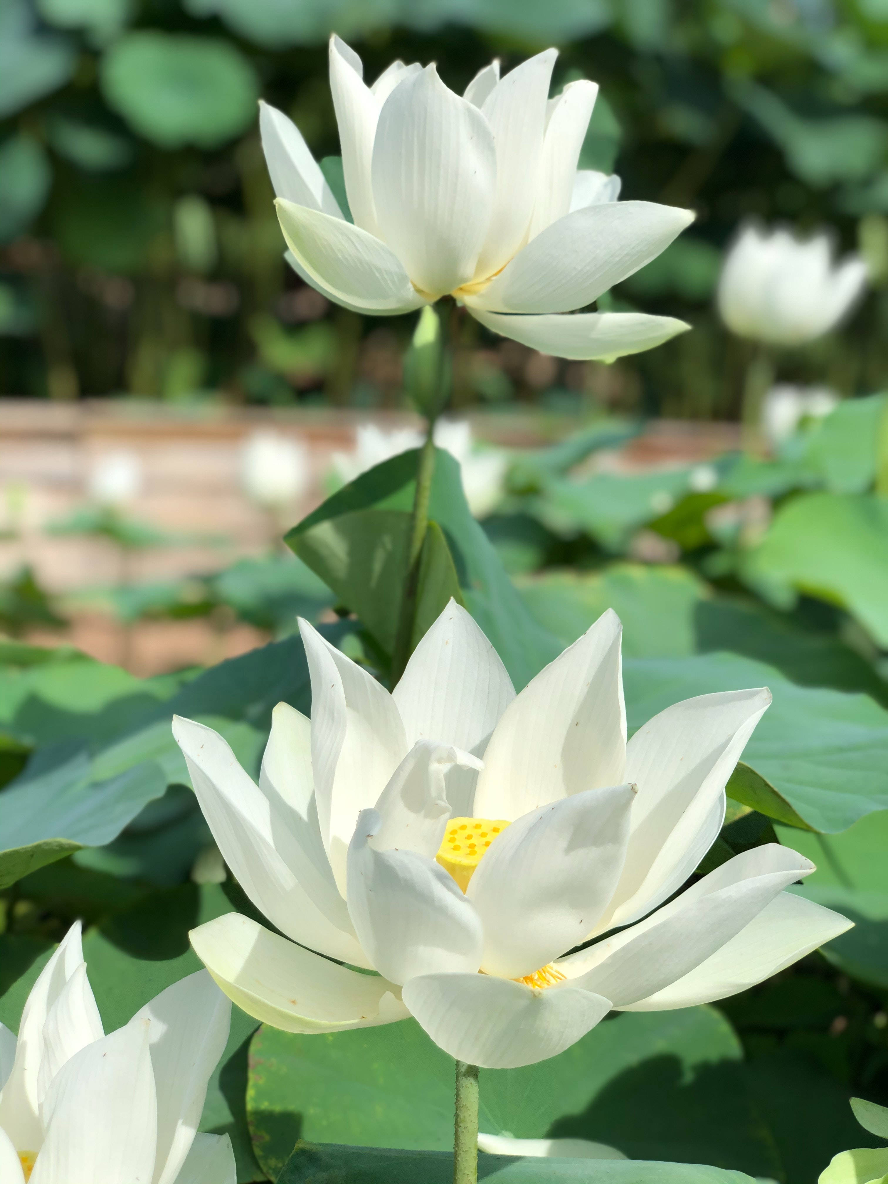 گل نیلوفر آبی آسیایی والپیپر