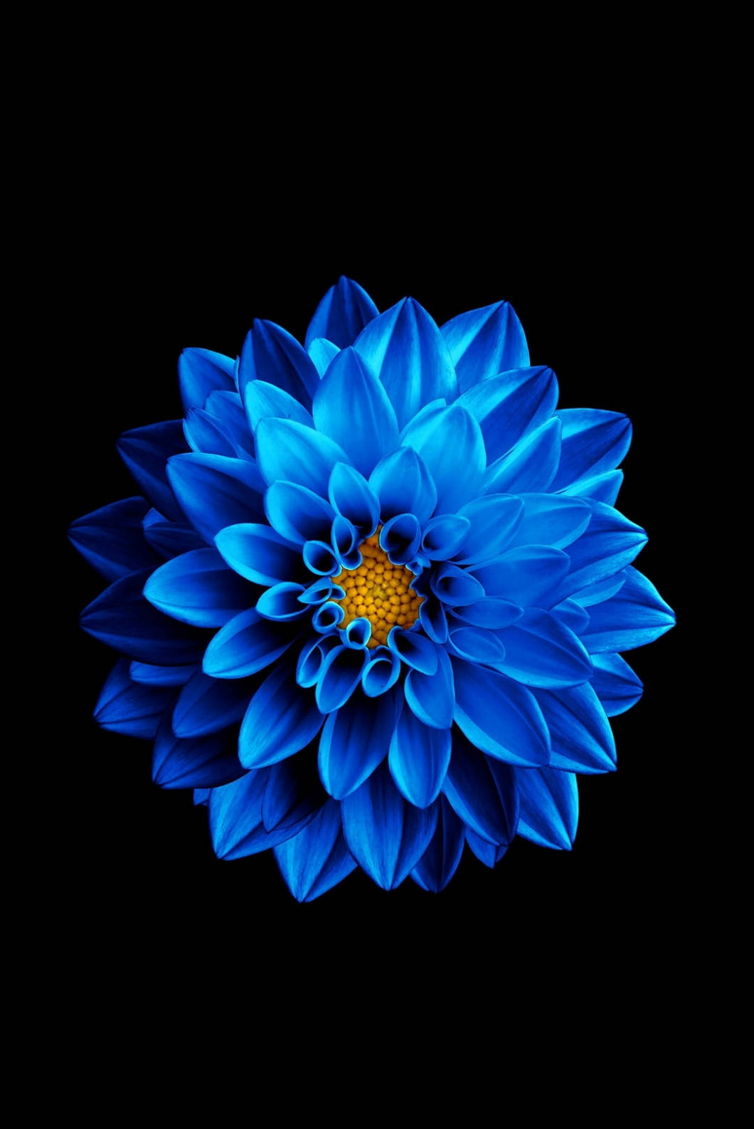 گل نیلوفر آبی برای آیفون 4s والپیپر