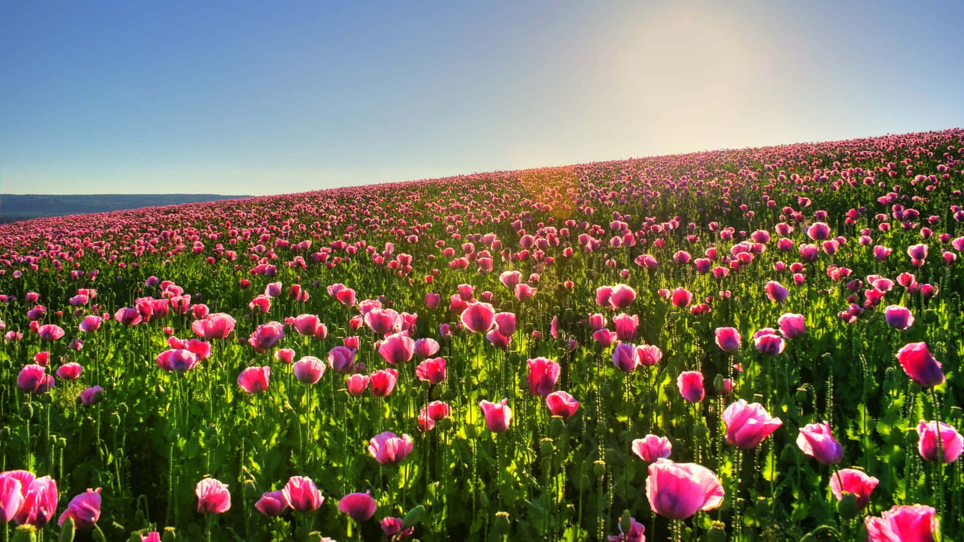 گل‌ها، طبیعت، خورشید و آسمان آبی والپیپر