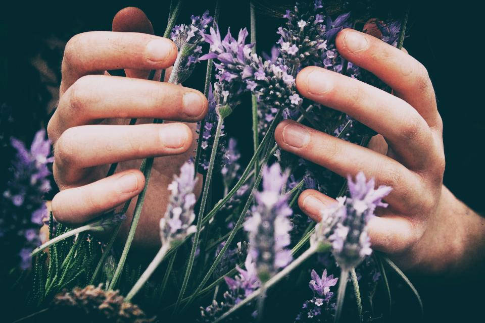 گل‌های اسطوخودوس زیبا والپیپر