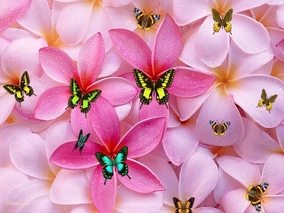 گل‌های دخترانه و پروانه‌های زیبا والپیپر