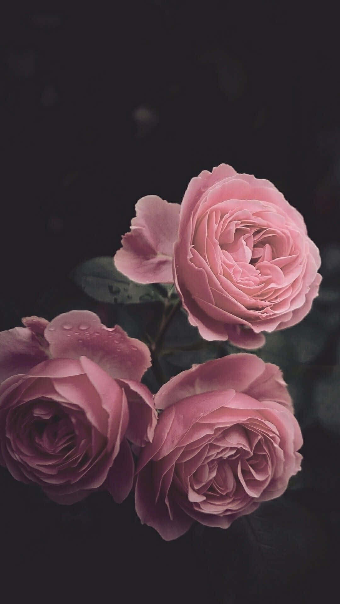 گل‌های رز صورتی زیبا برای آیفون والپیپر