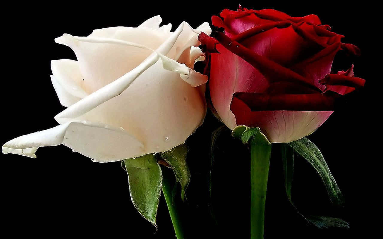 گل‌های رز قرمز و سفید روی زمینه سیاه والپیپر