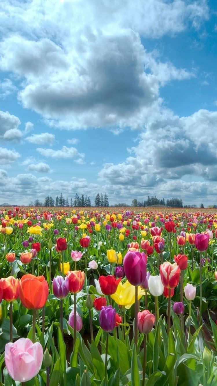 گل‌های رنگارنگ در مزرعه برای آیفون والپیپر