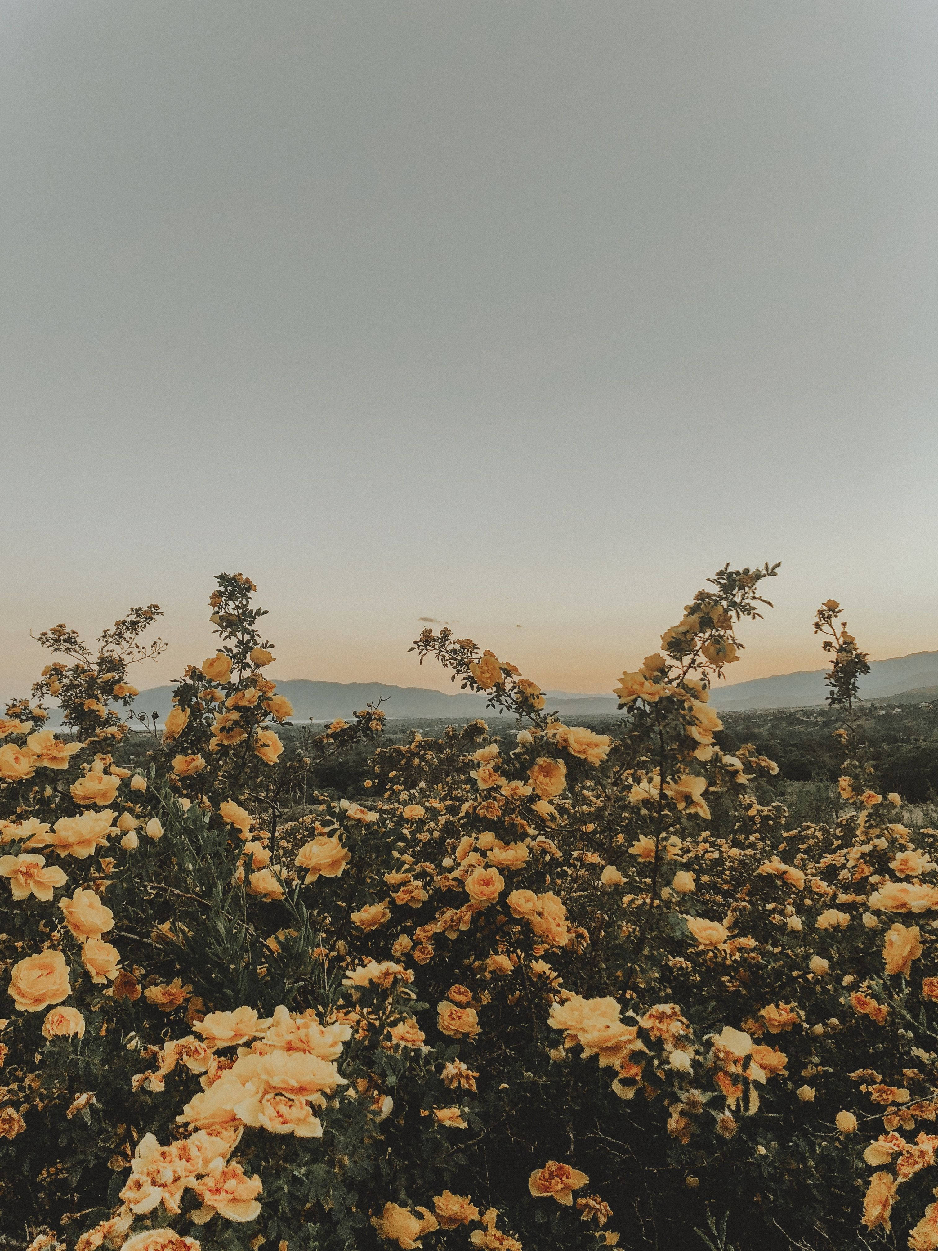 گل‌های زرد زیبای تابستانی والپیپر