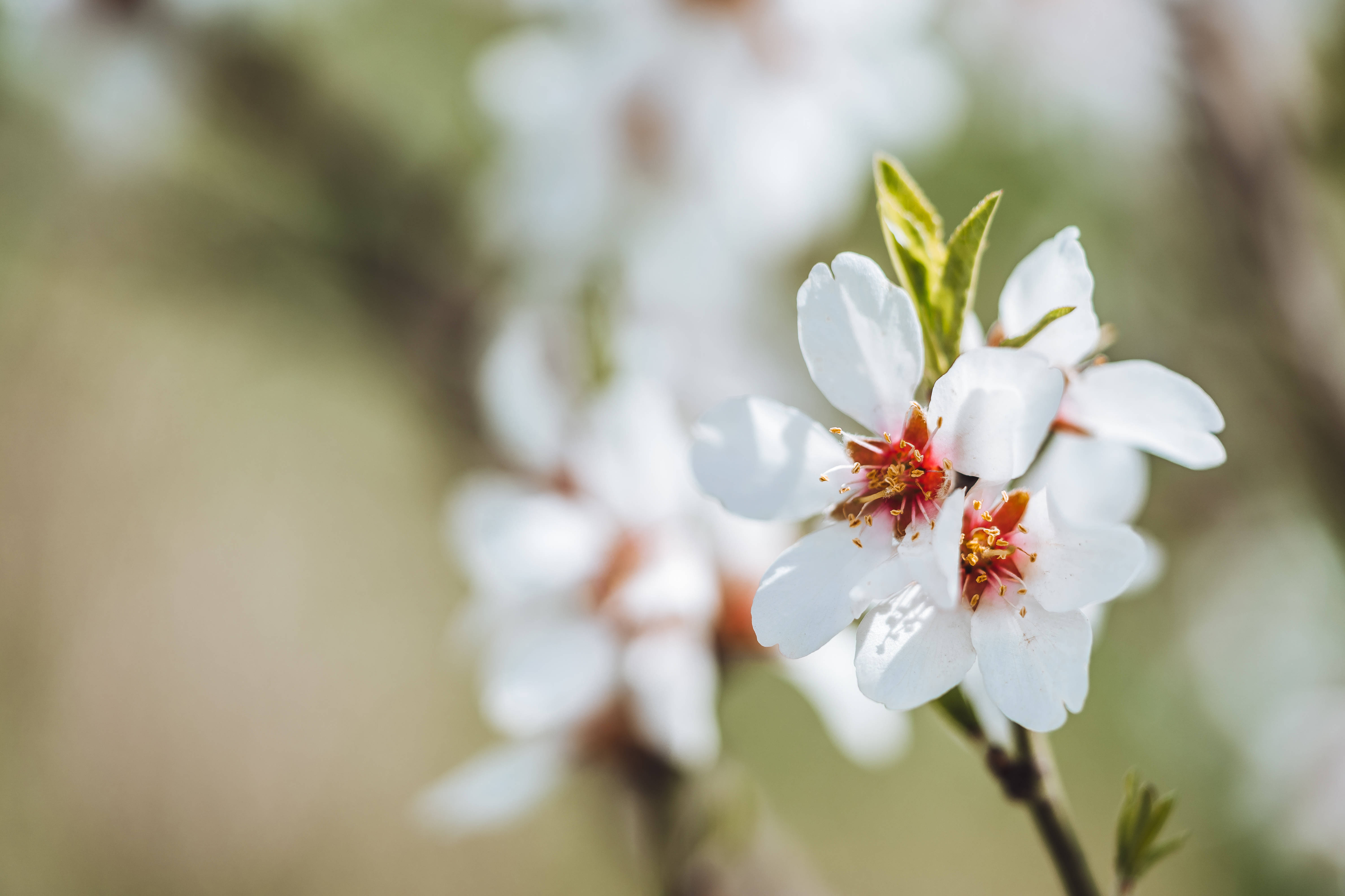 گل‌های زیبای بادام شکوفه والپیپر