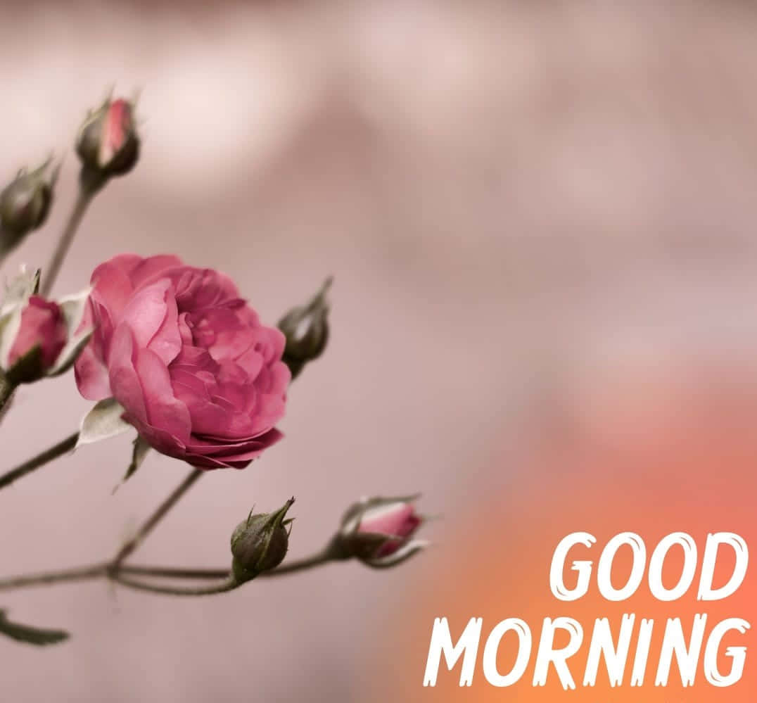 گل‌های صبحگاهی صورتی و خاکستری والپیپر