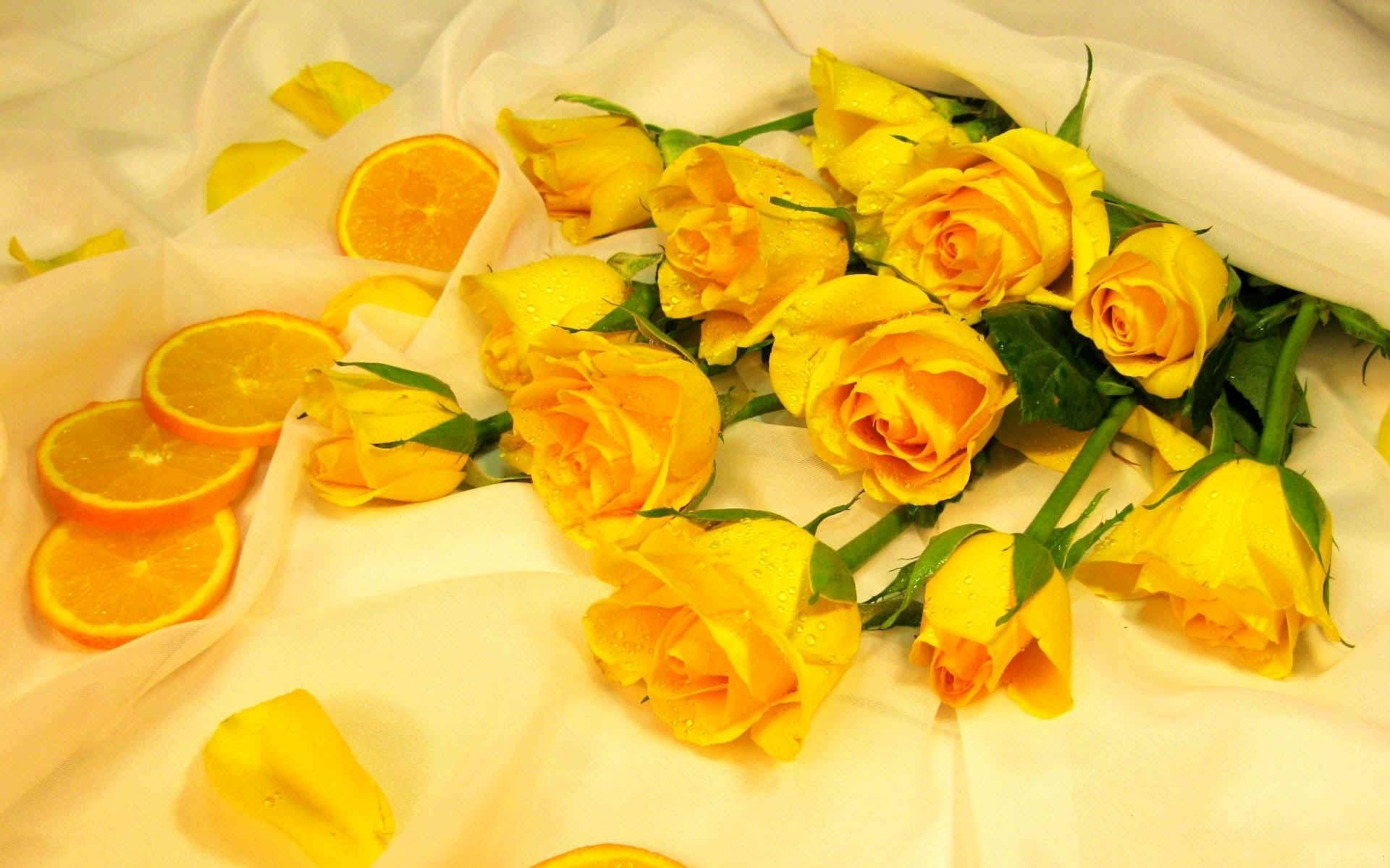 گل‌های قاصدک زرد زیبا برای کامپیوتر والپیپر
