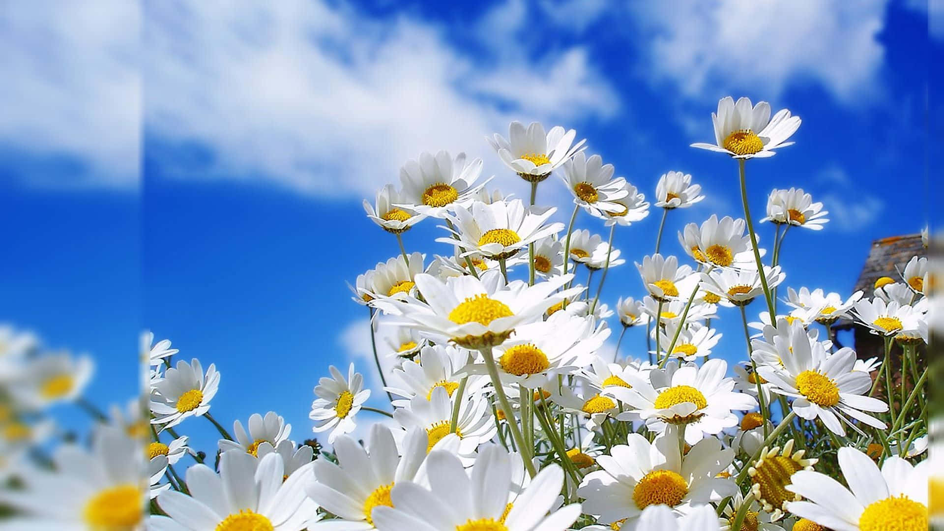 "گلی زیبا در برابر سادگی طبیعت" والپیپر