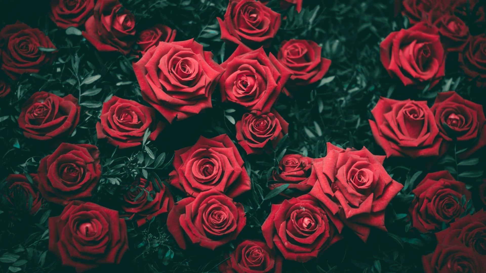 گلی زیبا در فضای سبز زمردی والپیپر
