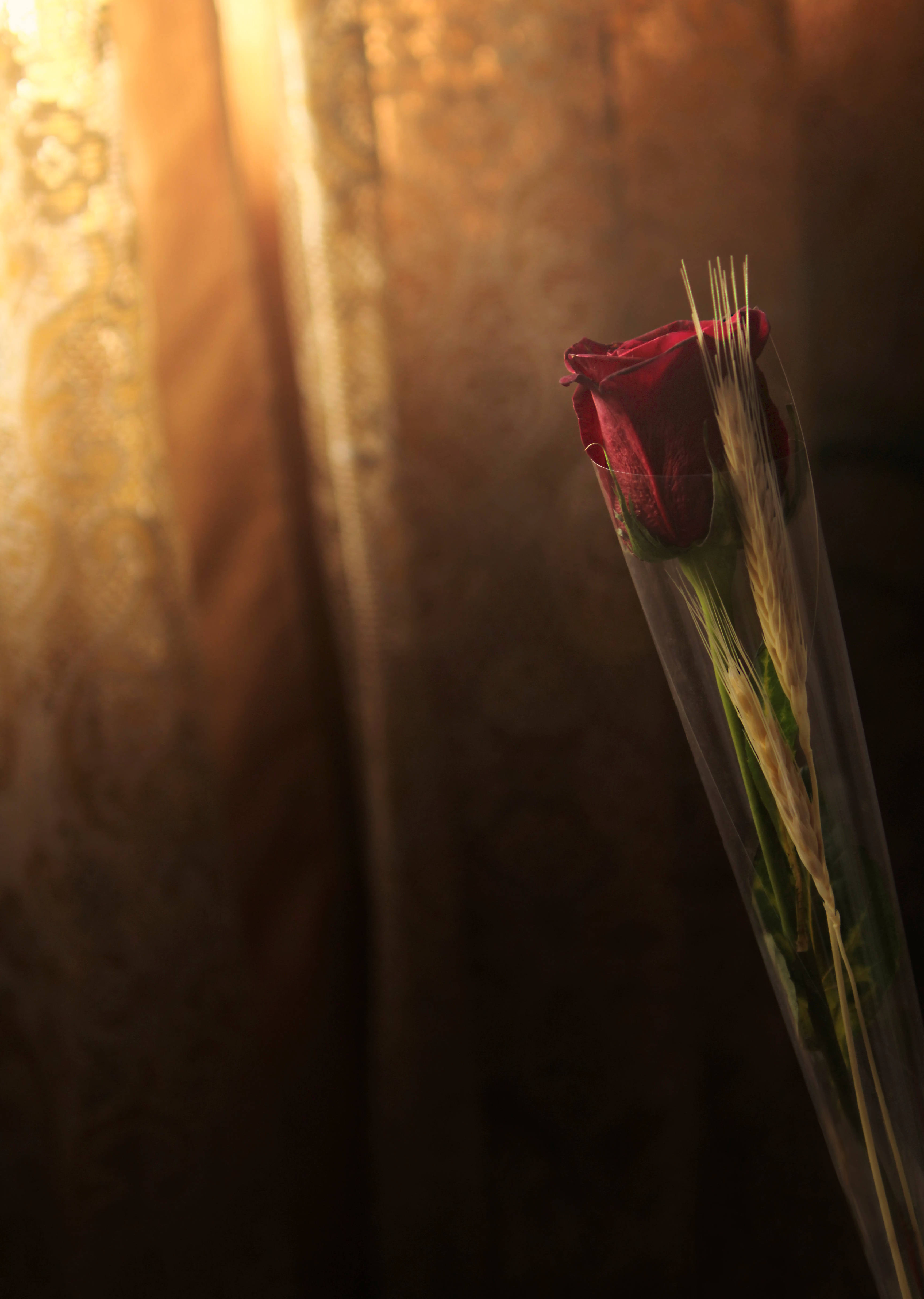 گندم و گل رز قرمز والپیپر