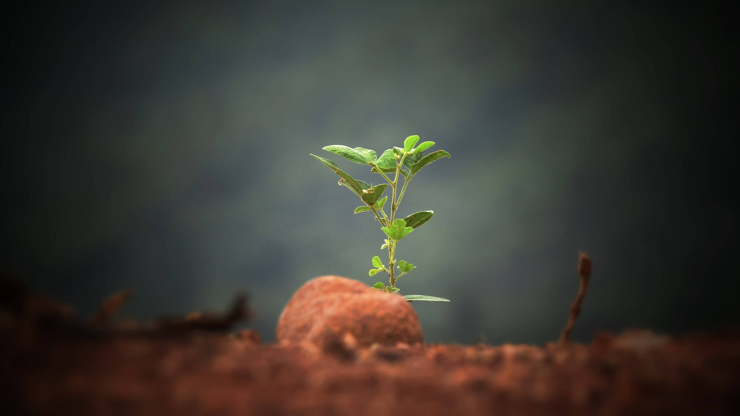 گیاه زیبای طبیعت روی سنگ والپیپر