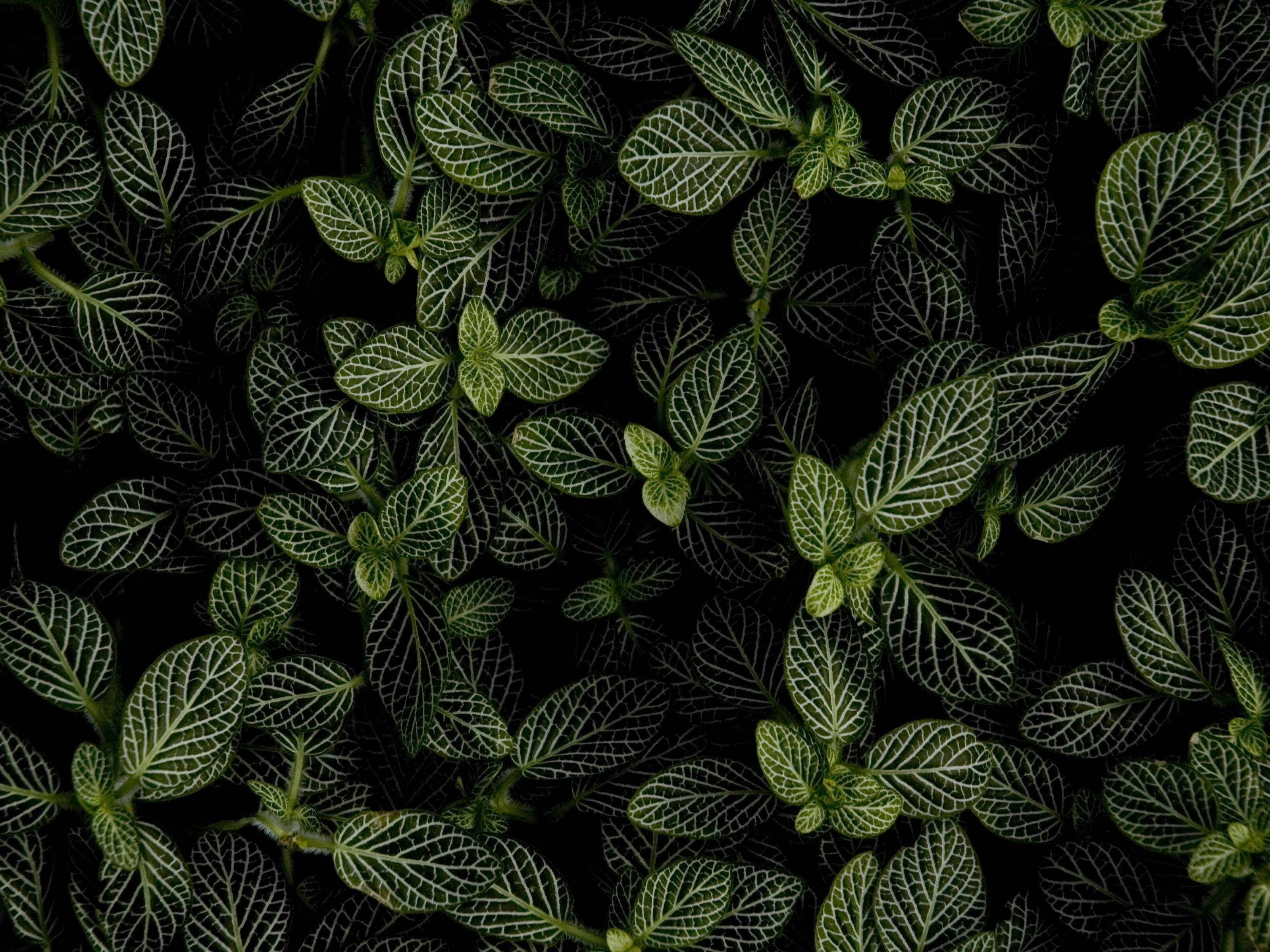 گیاه نعناع در تاریکی والپیپر