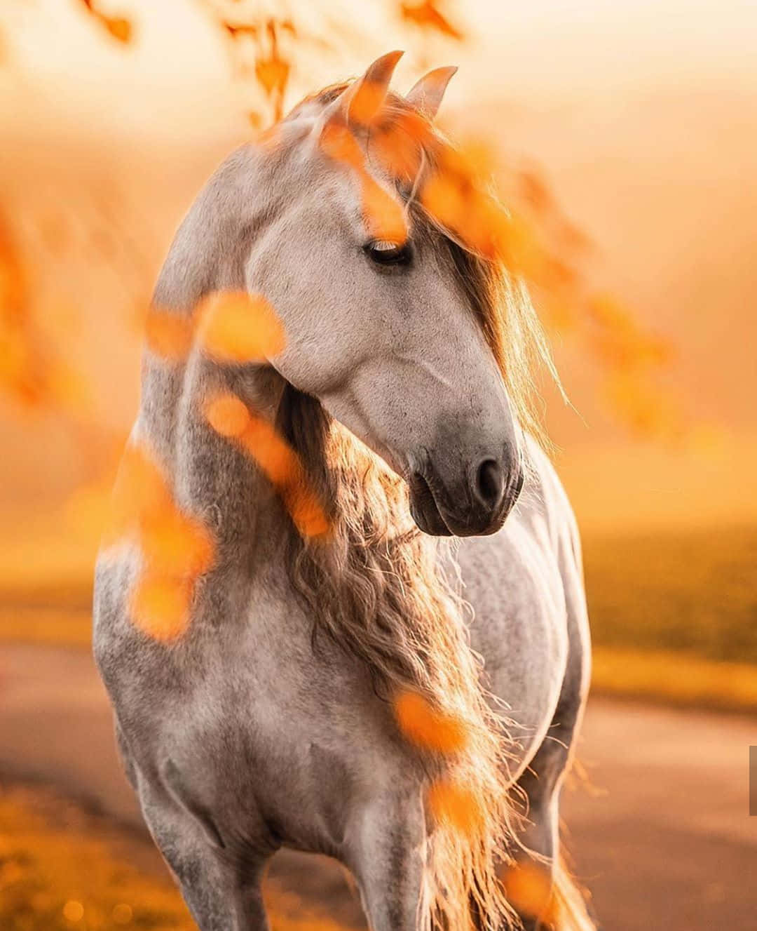 یک اسب بامزه و دوستانه با یال سفید زیبا والپیپر
