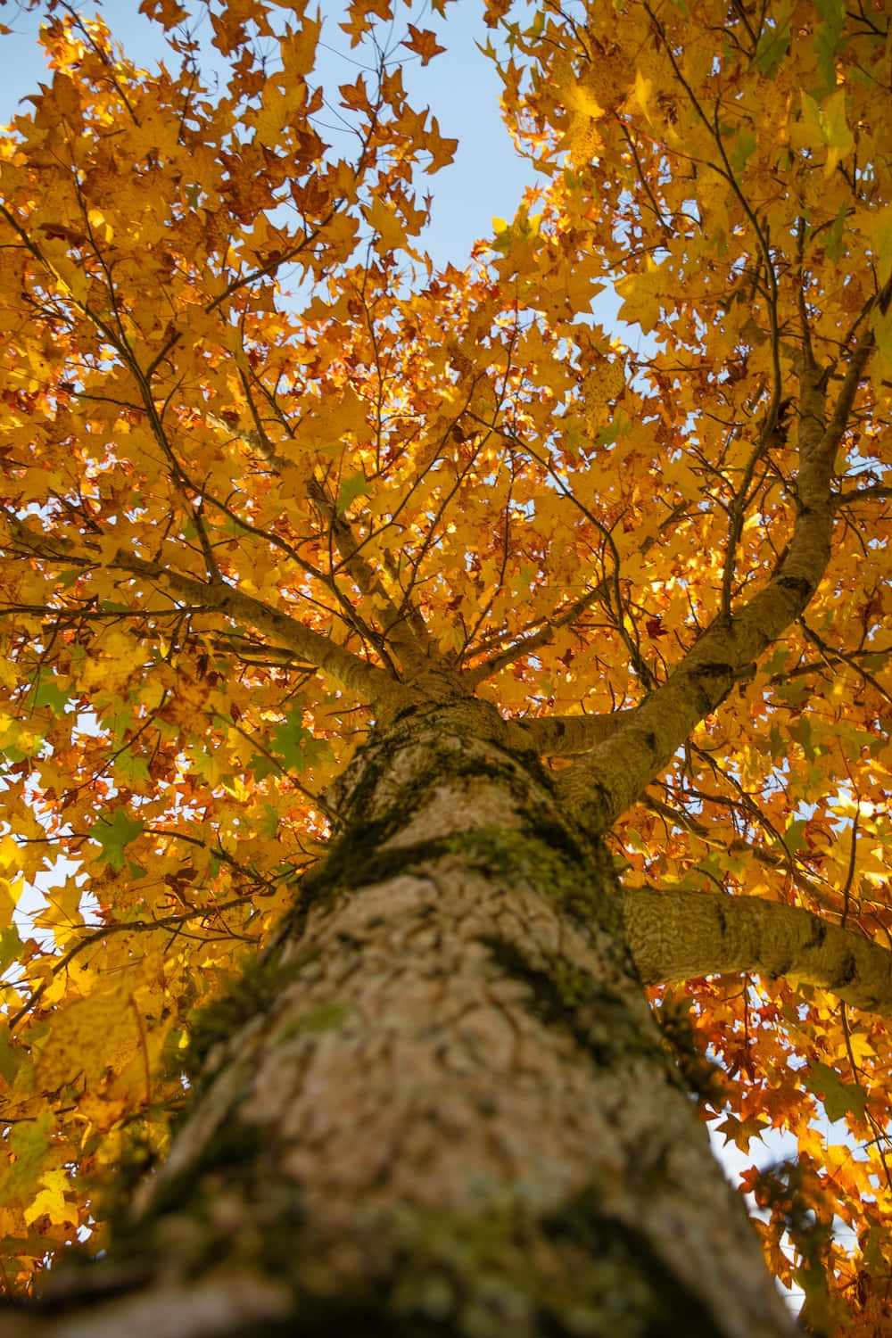یک استراحت آرامش‌بخش برای تجربه زیبایی پرجنبش طبیعت در این پاییز والپیپر