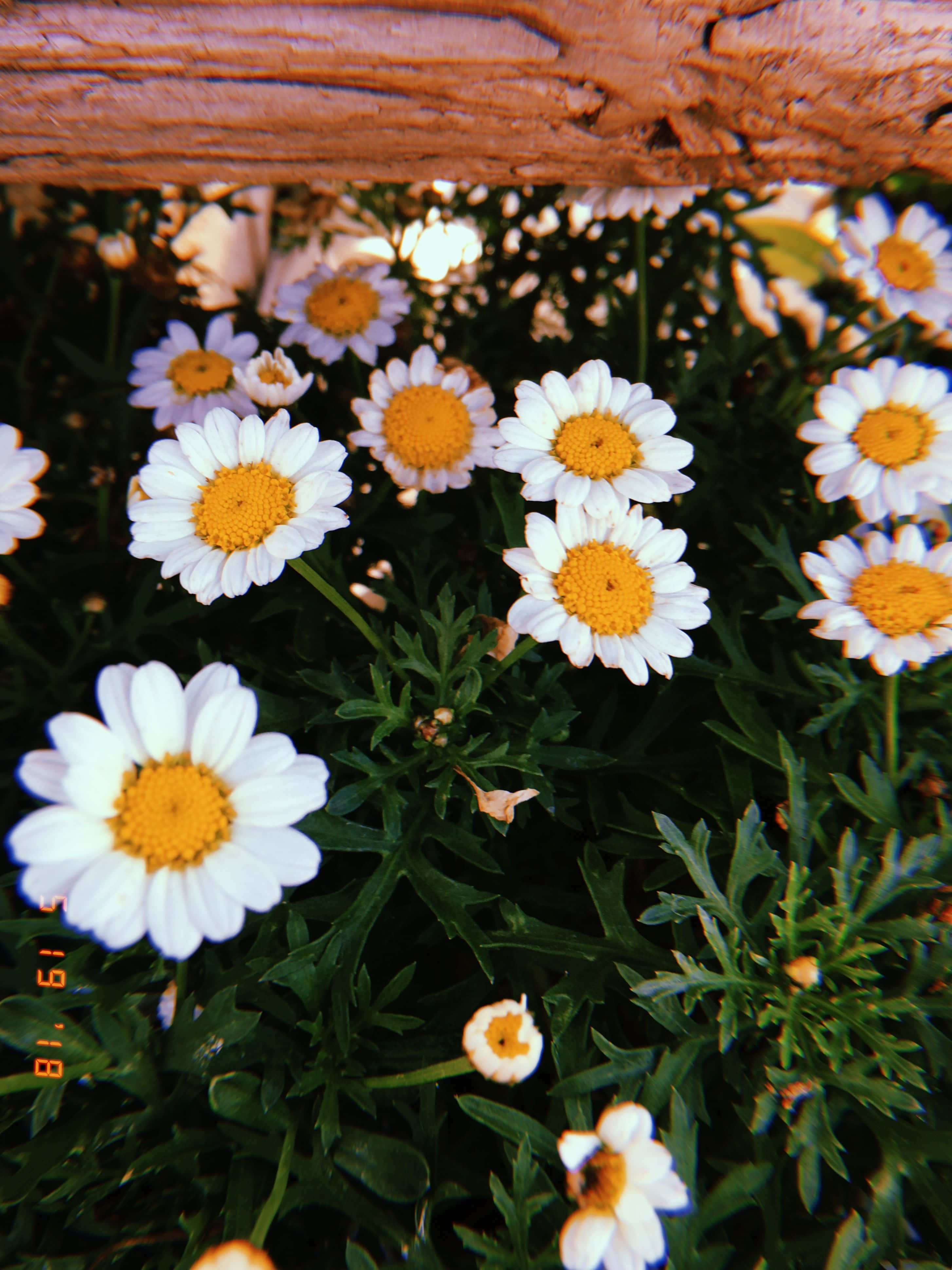 یک حصار چوبی والپیپر