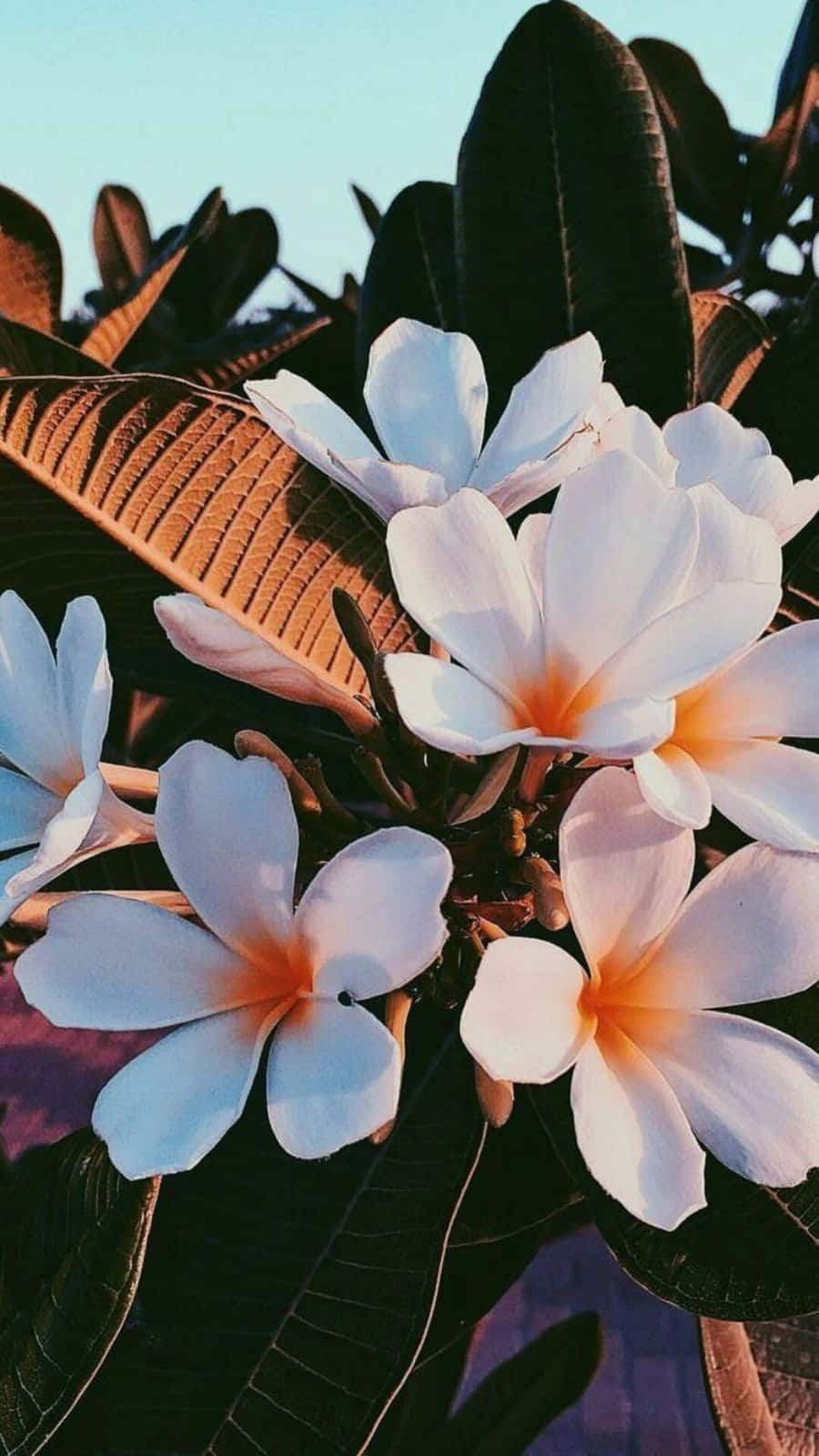 یک مزرعه گل رنگارنگ و زنده، مناسب برای هر مناسبت ویژه والپیپر
