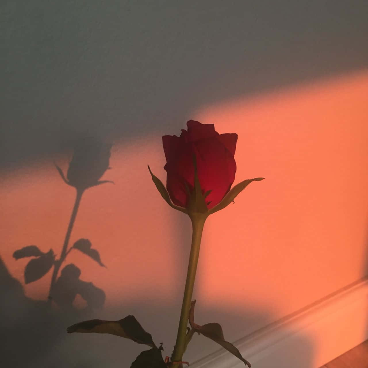 یک گل رز قرمز پررنگ در یک فضای محو و زیبا خودنمایی می‌کند. والپیپر