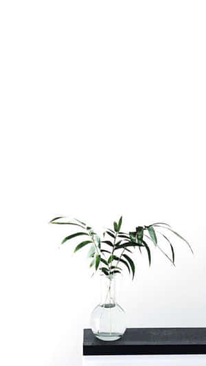 تصاویر Aesthetic White — سفید زیبا والپیپر