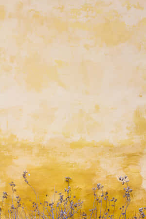 زرد زیبا
