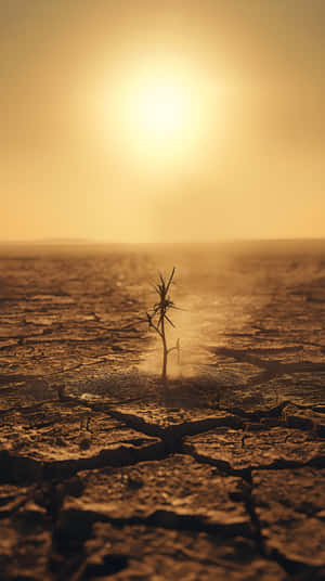 تنهایی،چرخ‌دنده‌ها،شکننده،محیط زیست،زمین،بقا،طبیعت،طبیعت 4k،کویر،زیبایی کویر